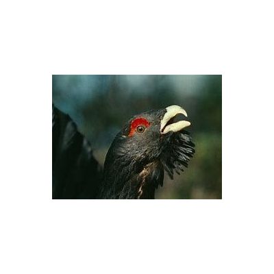 Le territoire des autres DVD