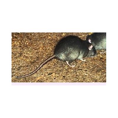 Rat leanback 1c1m1f black