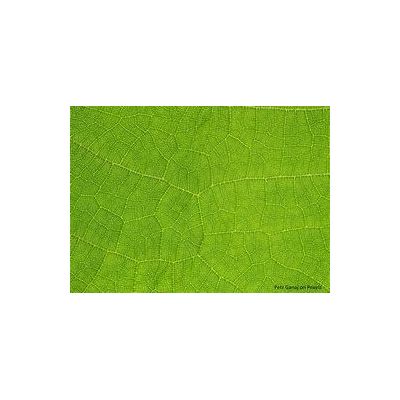 Ligne Verte