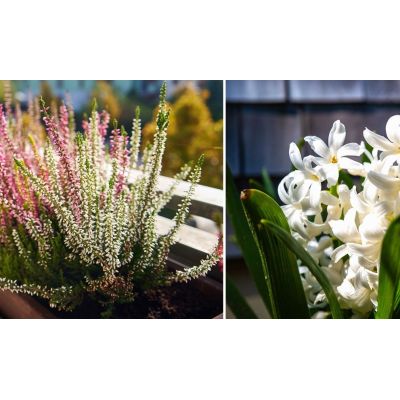 Naturellement fleurs et plantes
