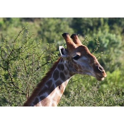 Naturellement animaux