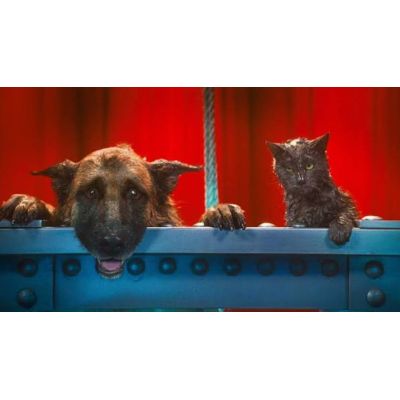 comme chiens  et chats la revanche de kitty galore